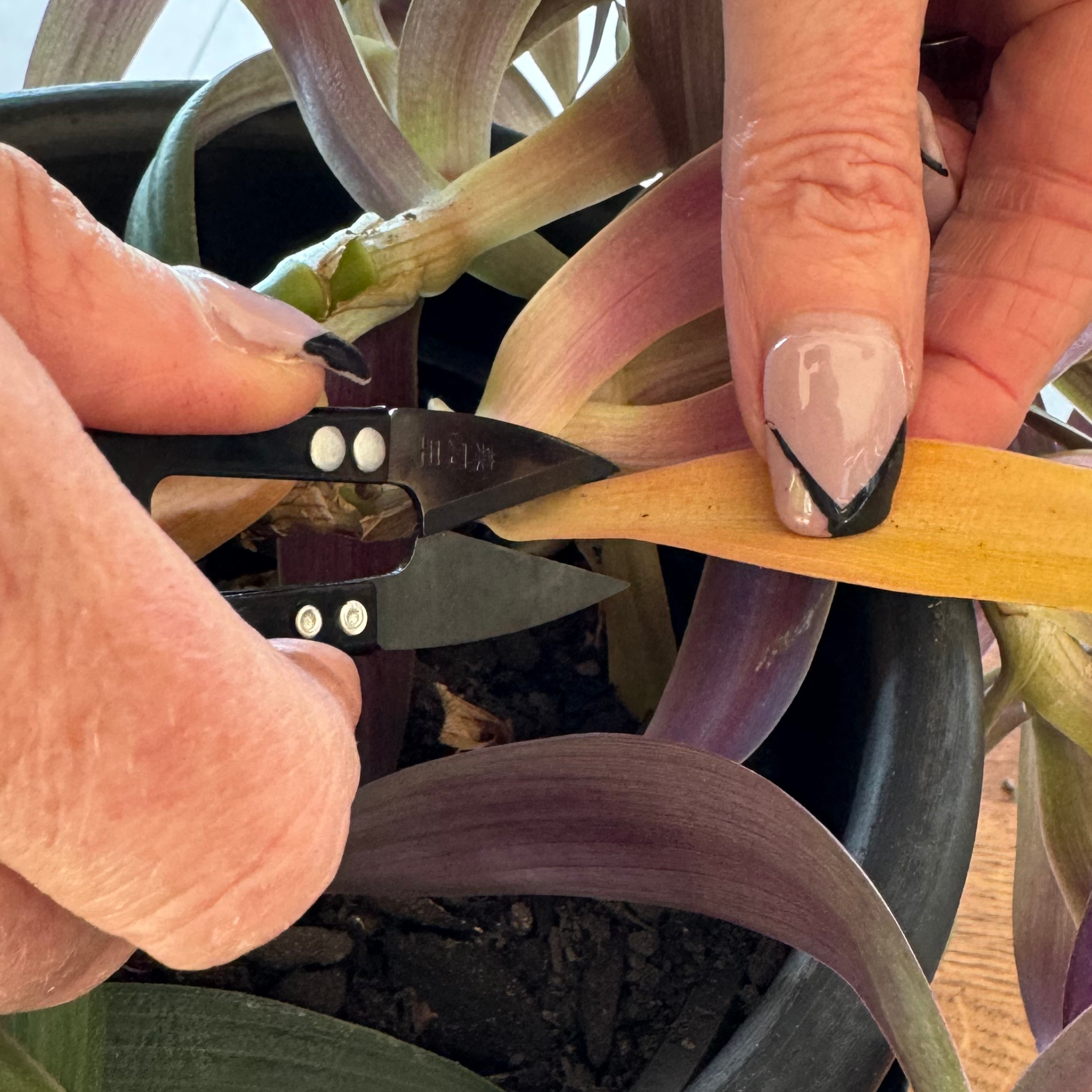 Small spade for indoor plants