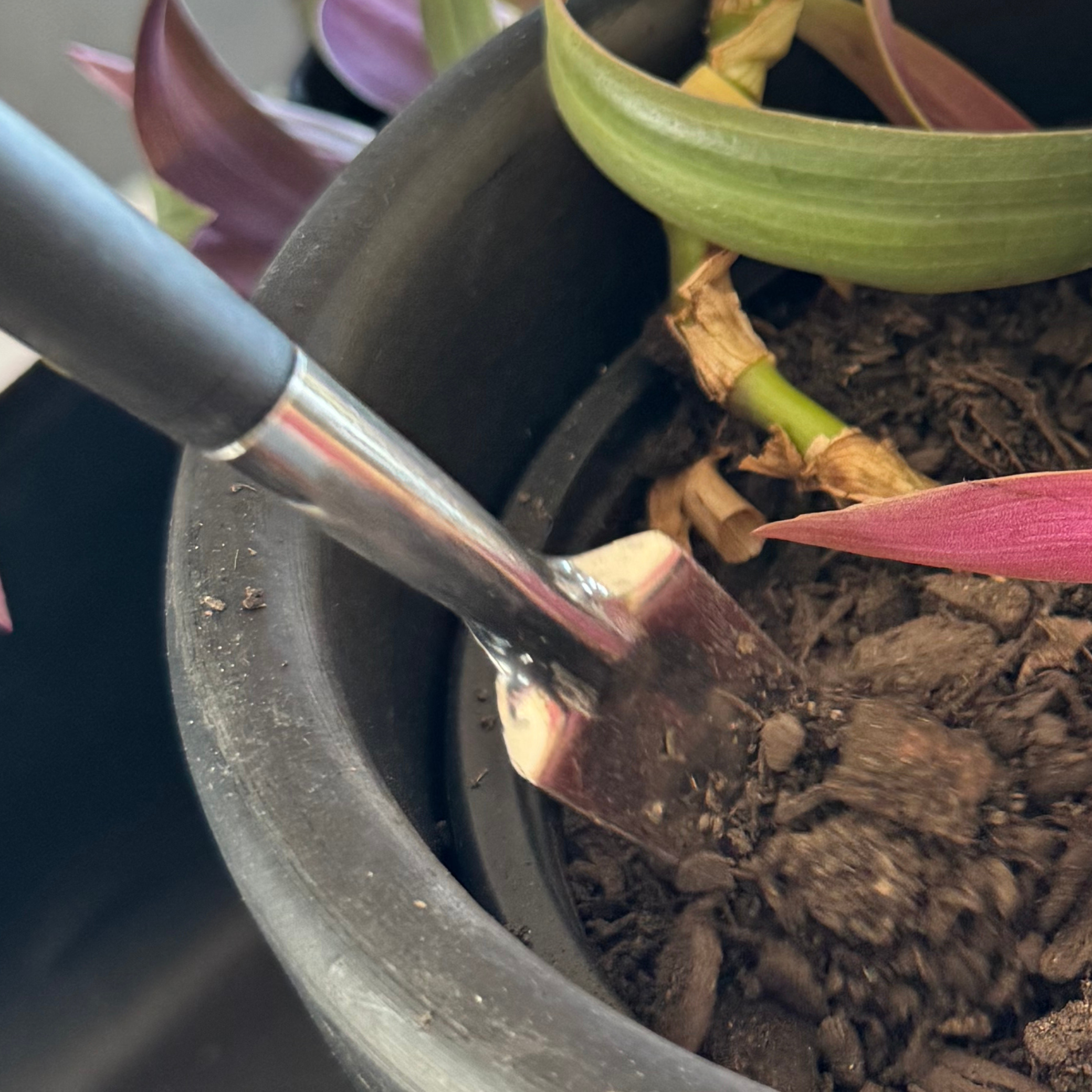 bonsai planting tools