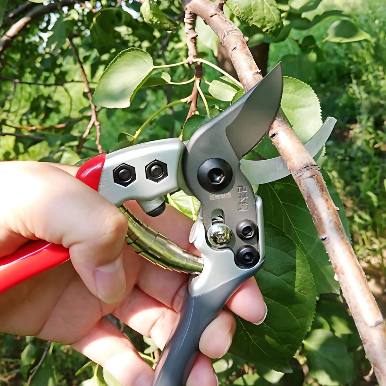 Sharp garden shears