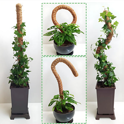 Monstera Support Pole