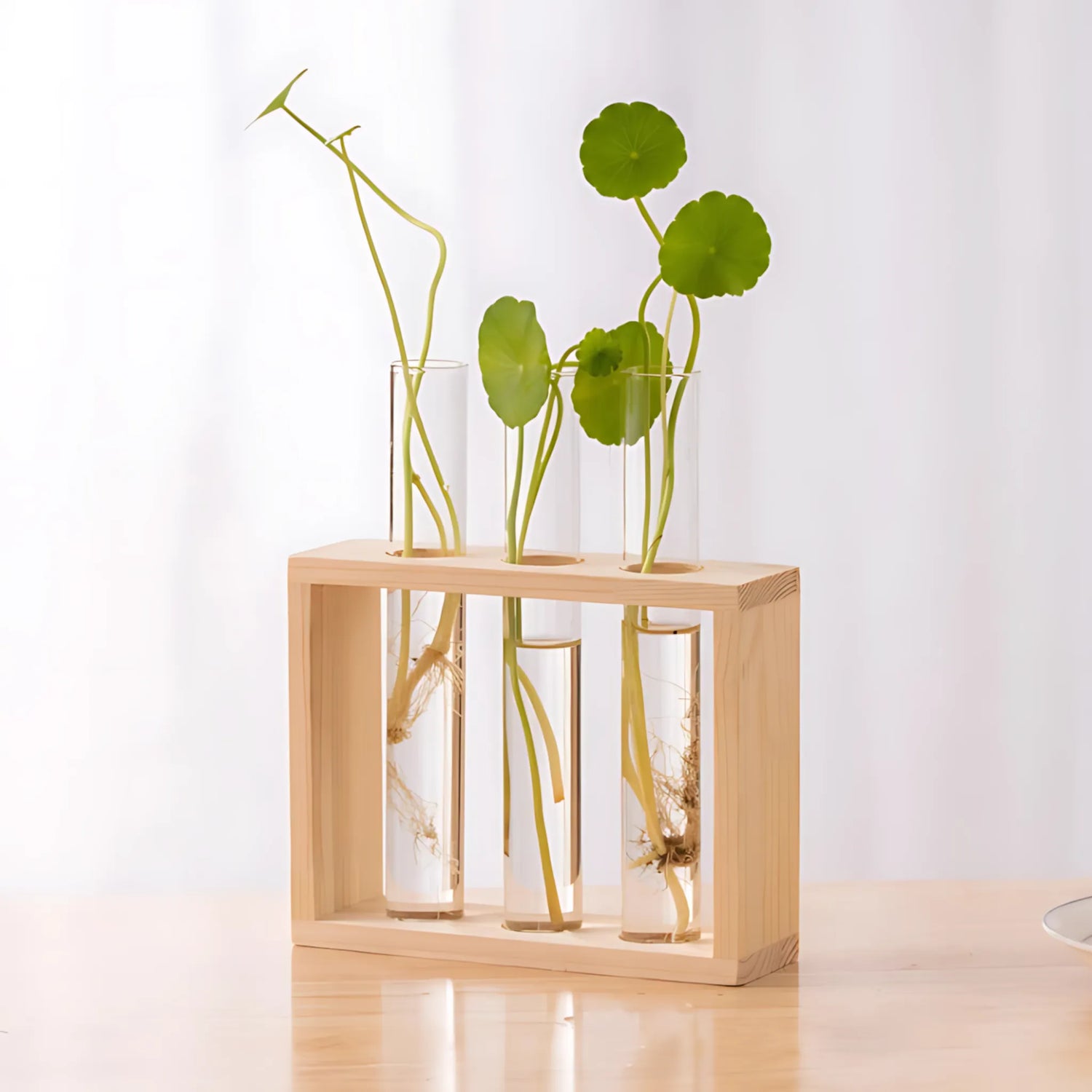 Transparent Plant Vases