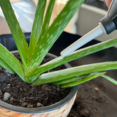 indoor pot plant tools