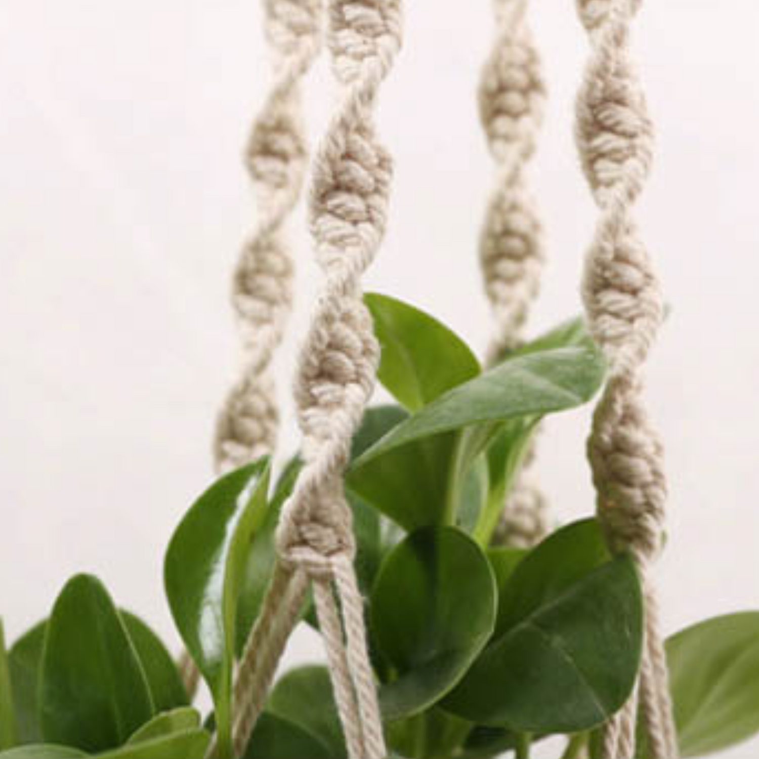 handmade plant hanger