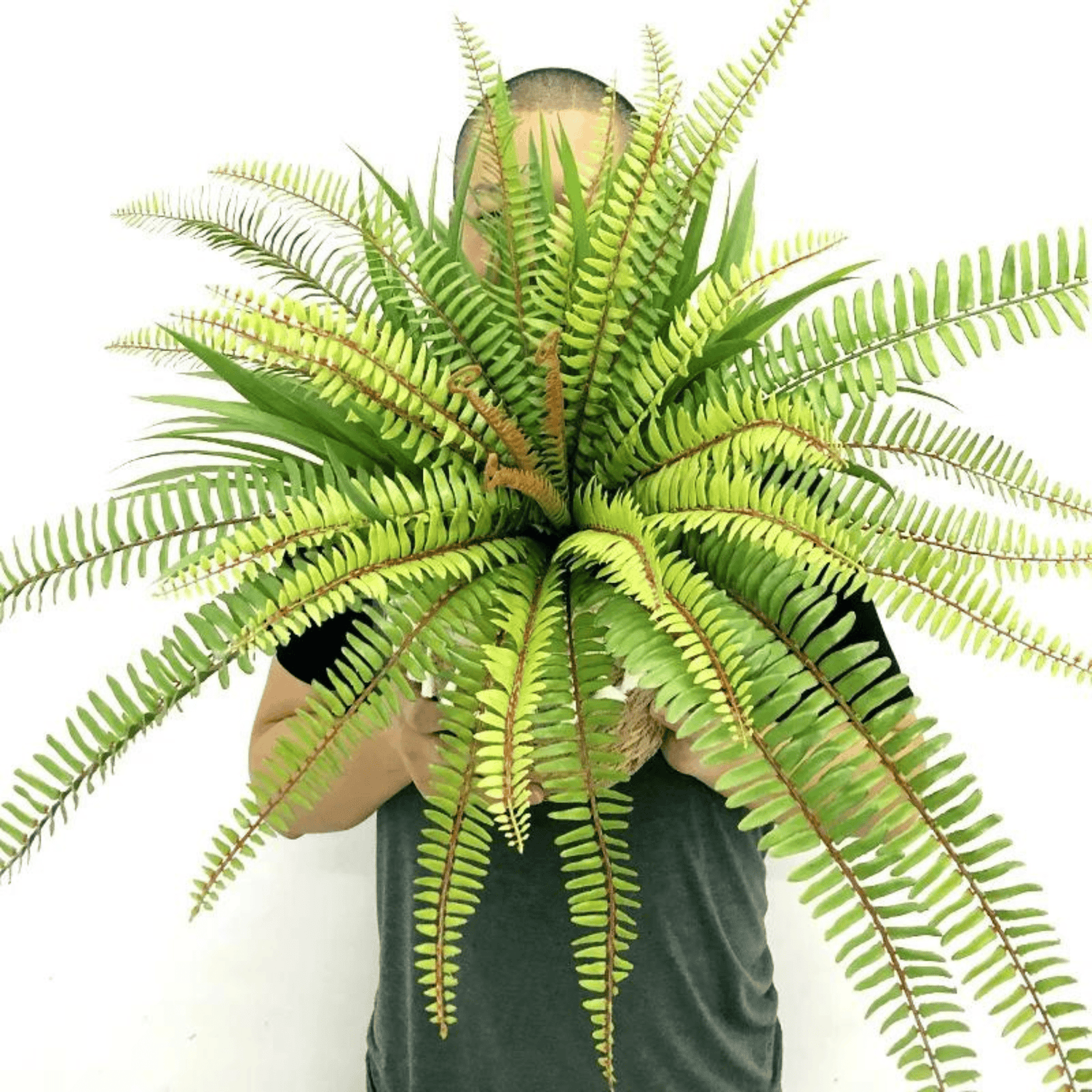 Artifical Lush Tropical Boston Fern- Large, Artificial Plants