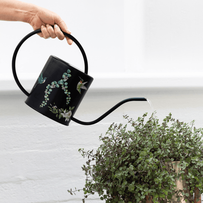 Black Hummingbird Watering Can – 1.5L Stainless Steel Indoor Plant Watering Can - Clearance Item Watering Can