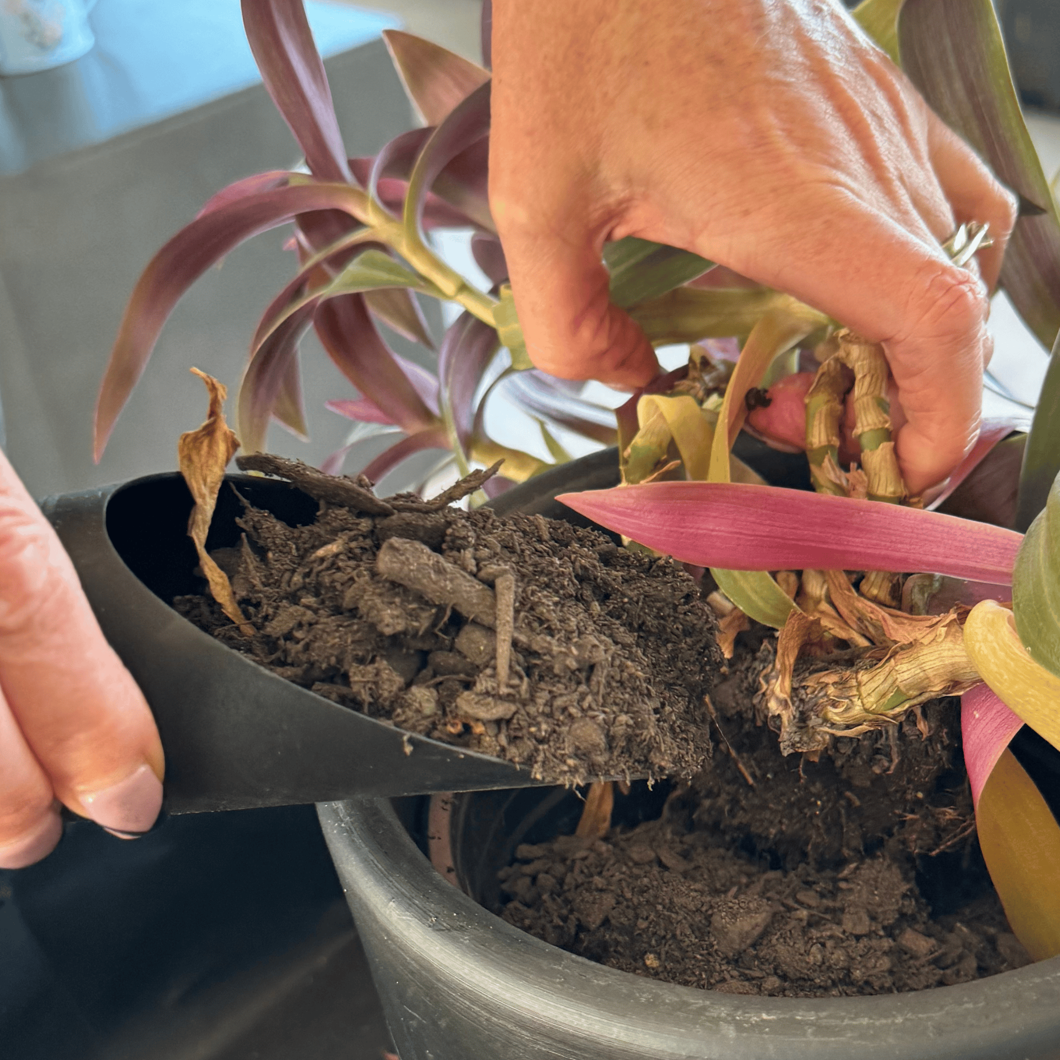 Indoor Planting Soil Scoop – Clearance