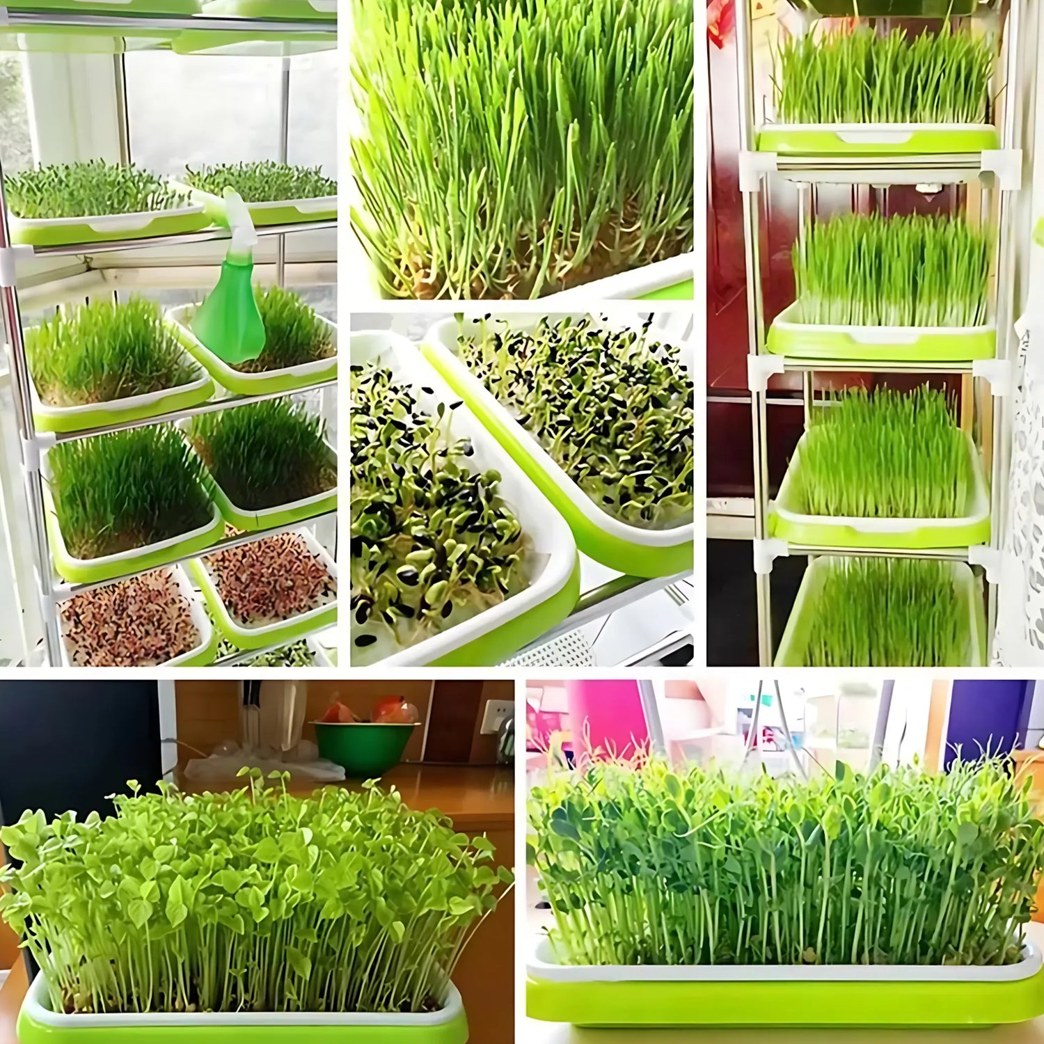Microgreens Sprouting Tray Green Sprouting Tray