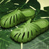 Monstera Slides - Unisex Outdoor Beach Slippers for Comfort 1-green / 37-38 Slipper