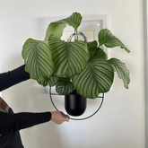 Nordic Style Metal Plant Hanger - Sturdy & Durable Hanging Pots Plant holder