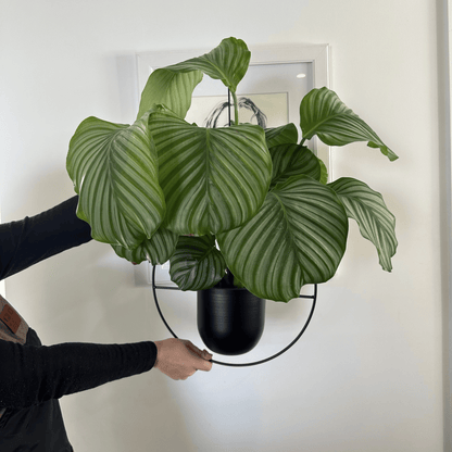 Nordic Style Metal Plant Hanger - Sturdy &amp; Durable Hanging Pots Plant holder