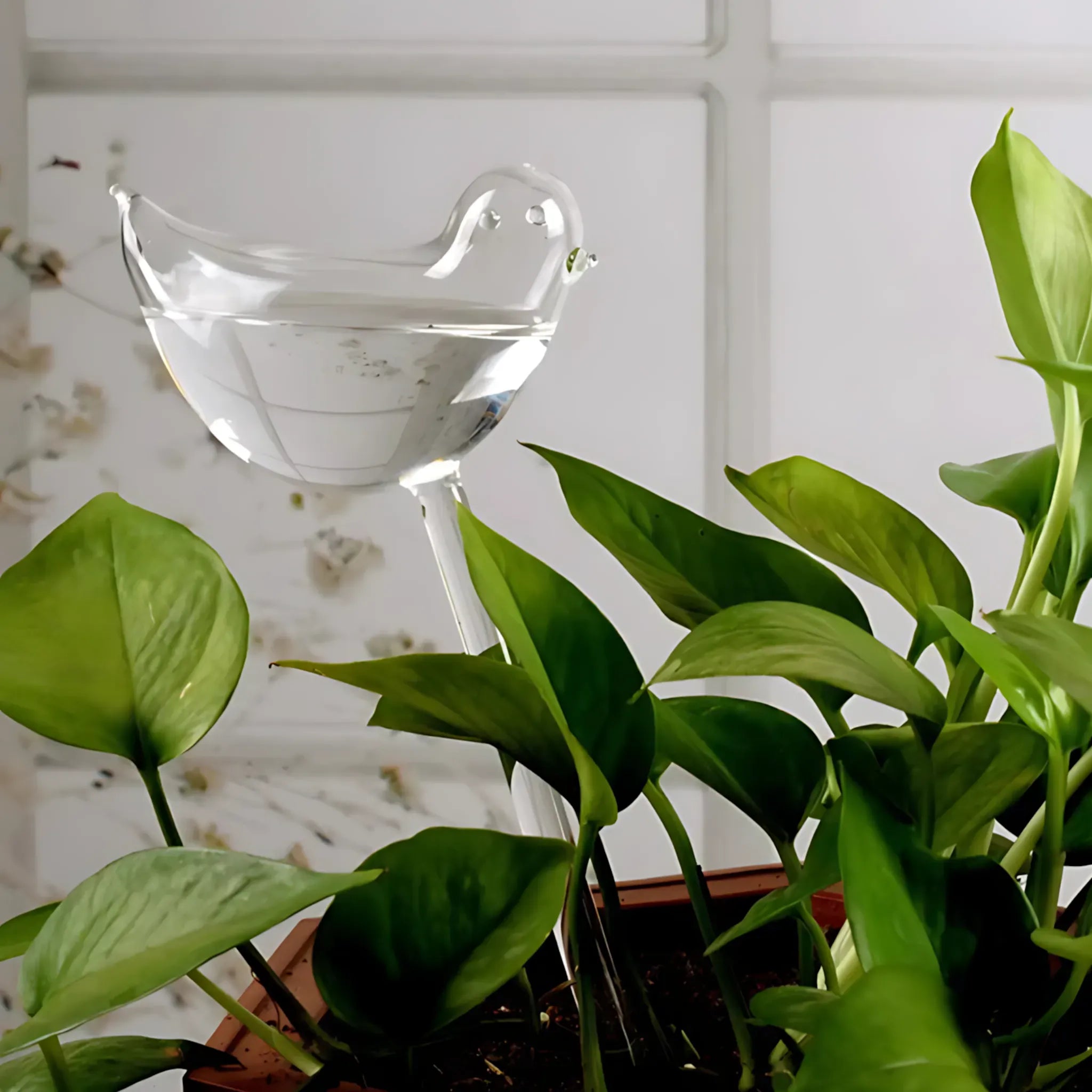 Plant Self Watering Bulbs - Round or Bird-Shaped Irrigation Self Watering Globes