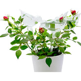 Plant Self Watering Bulbs - Round or Bird-Shaped Irrigation Self Watering Globes
