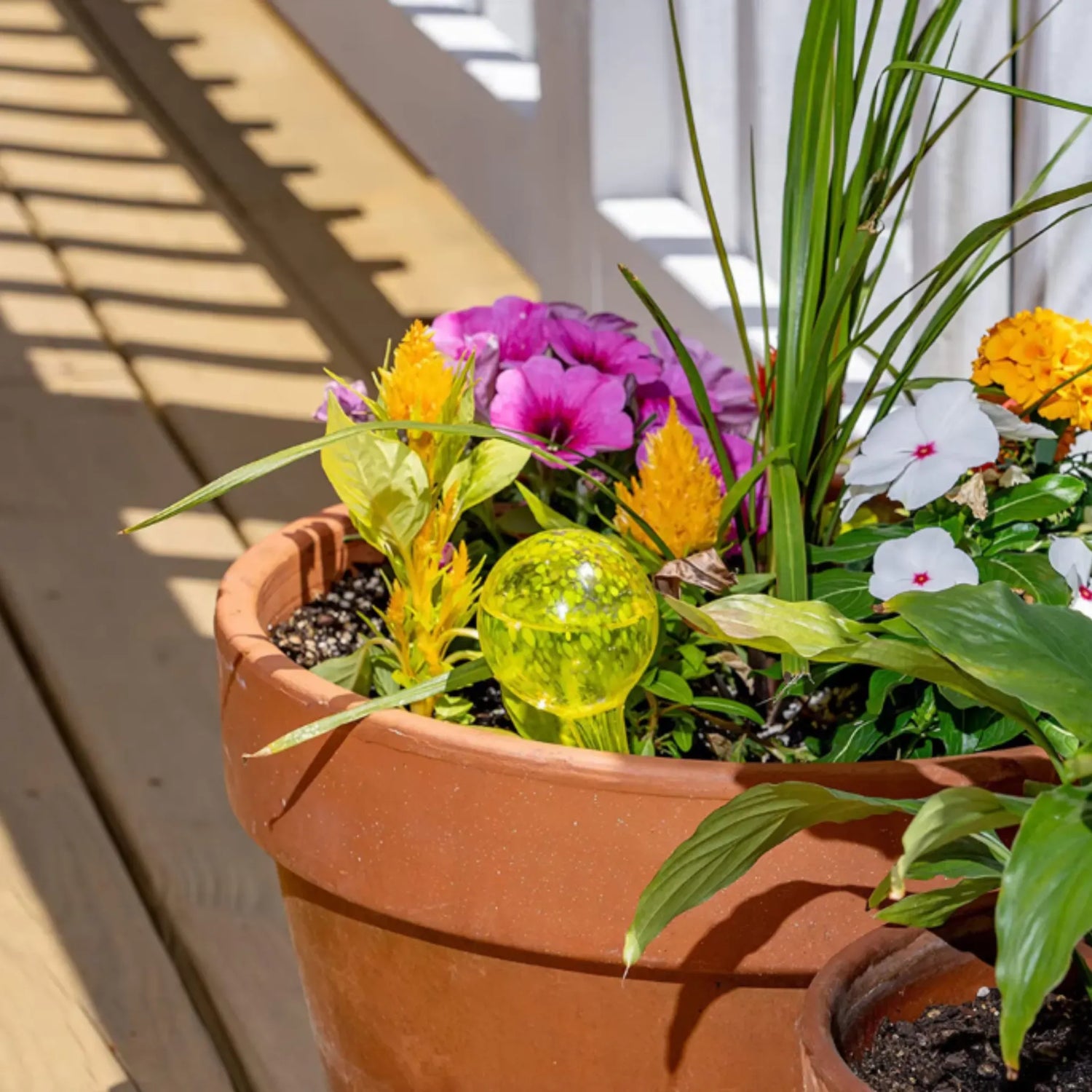 Plant Self-Watering Globes - Glass Watering Bulbs for Pot Plants - 6 pack 6Pcs Self Watering Globes