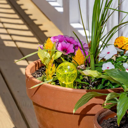 Plant Self-Watering Globes - Glass Watering Bulbs for Pot Plants - 6 pack 6Pcs Self Watering Globes