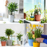 Plant Support Stakes - Durable Plastic Holders for Garden & Greenhouse Plant Support