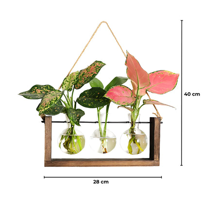 Small Hydroponic Plants Vases with Wooden Stand As shown Flower Vase