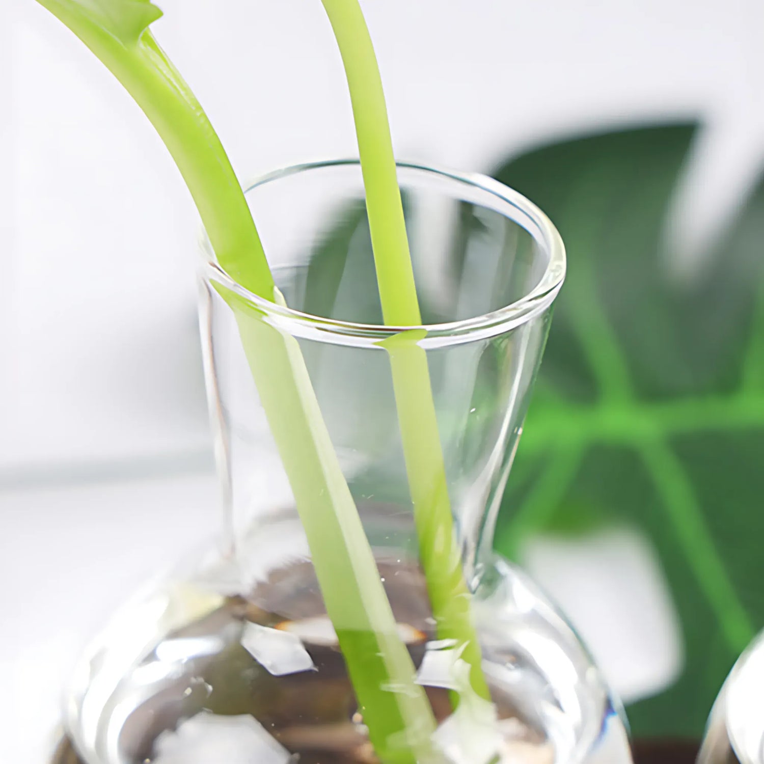 Small Hydroponic Plants Vases with Wooden Stand Flower Vase