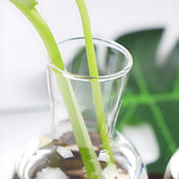 Small Hydroponic Plants Vases with Wooden Stand Flower Vase