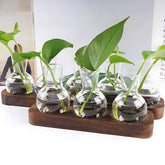 Small Hydroponic Plants Vases with Wooden Stand Flower Vase