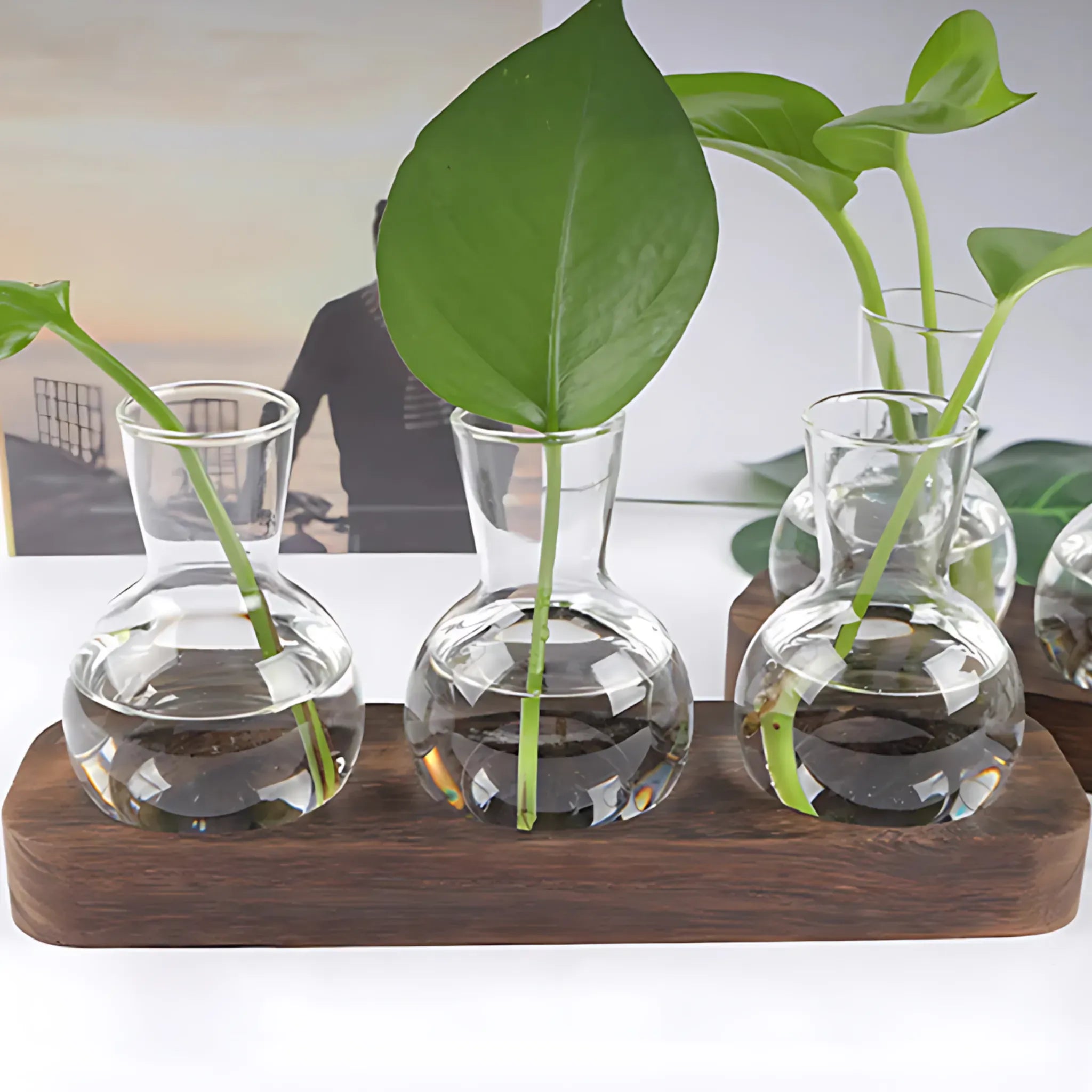 Small Hydroponic Plants Vases with Wooden Stand Flower Vase