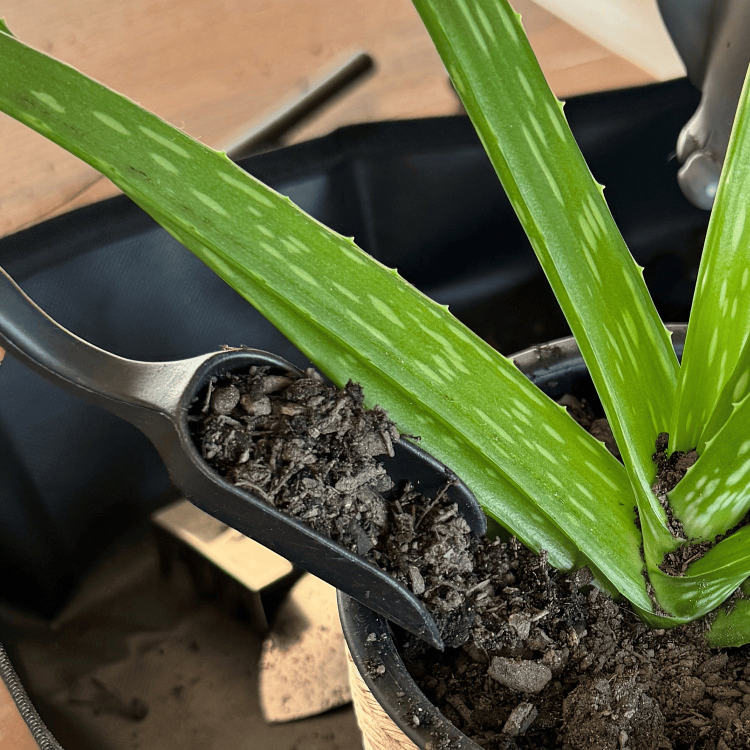 Small Plant Tool Kit for Succulents | 13 Pce with Muslin bag House Plant tools