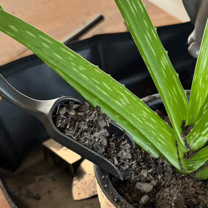 Small Plant Tool Kit for Succulents | 13 Pce with Muslin bag House Plant tools