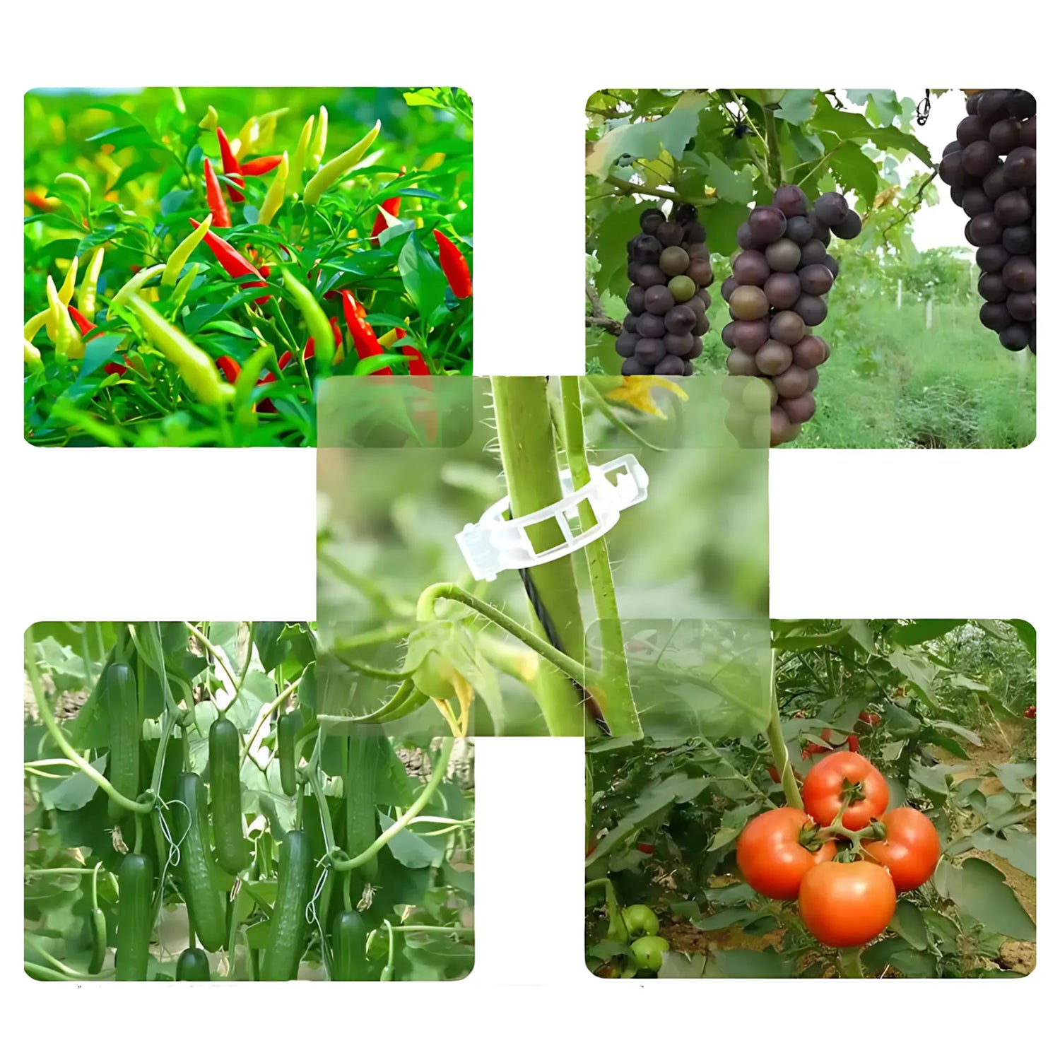 Tomato Plant Support Clips - Durable &amp; Easy-to-Use Trellis Clips Plant Support