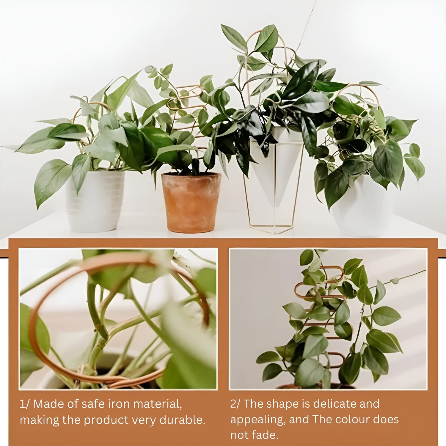 Metal Trellis for indoor Climbing Plants