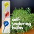 Plant watering Globes indoors