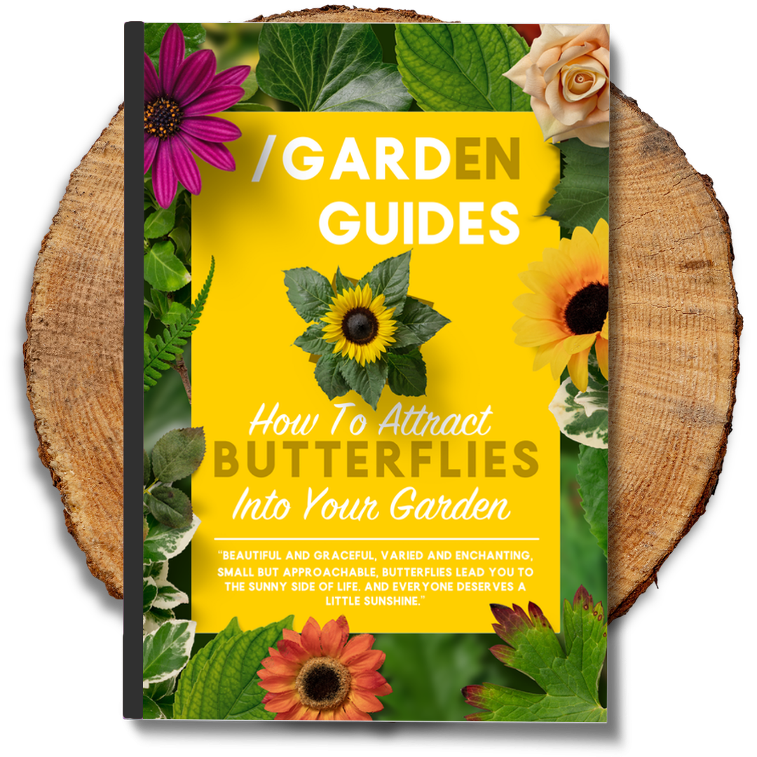 How To Attract Butterflies Into Your Garden