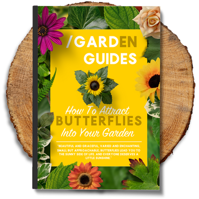 How To Attract Butterflies Into Your Garden