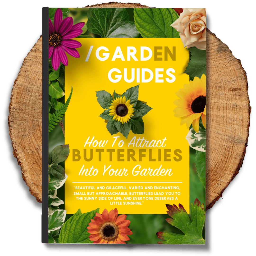 How To Attract Butterflies Into Your Garden